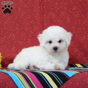 Walleye, Bichon Frise Puppy